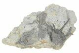 Fossil Crinoid Plate (Four Species) - Monroe County, Indiana #232156-1